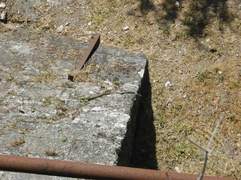 Biacchi spericolati...: da brivido!